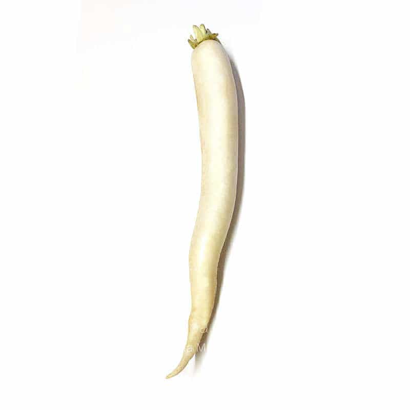 白萝卜White Radish